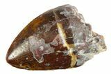 Serrated, Fossil Phytosaur (Redondasaurus) Tooth - New Mexico #284295-1